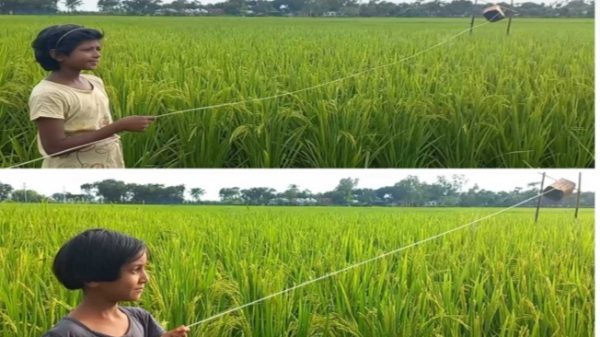 আমন ক্ষেতে ঝাঁকে ঝাঁকে পাখি, ফসল রক্ষায় পাহারা