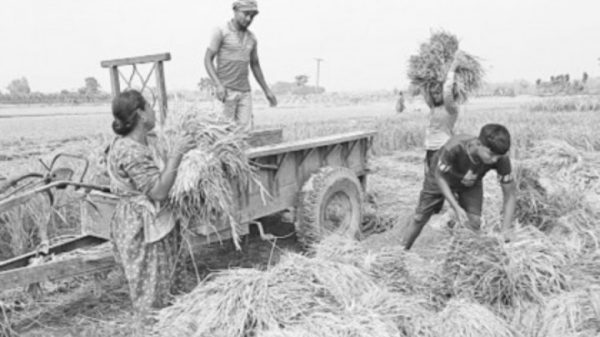 ঠাকুরগাঁওয়ে আগাম ধান কাটার উৎসব