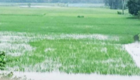 নেত্রকোনায় বন্যায় ক্ষতিগ্রস্ত ২২ হাজার হেক্টর জমির আমন ক্ষেত