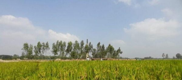 ঠাকুরগাঁওয়ে পীরগঞ্জে ইটভাটা গিলছে ফসলি জমির মাটি,ইটভাটার দূষণে নষ্ট হচ্ছে পরিবেশের ভারসাম্য ও ফসল