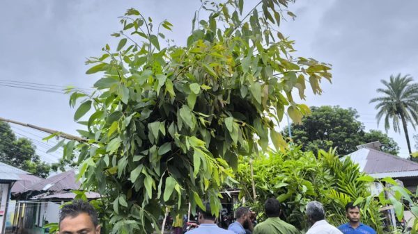 ডিমলায় প্রকাশ্যে বিক্রি হচ্ছে নিষিদ্ধ গাছের চারা