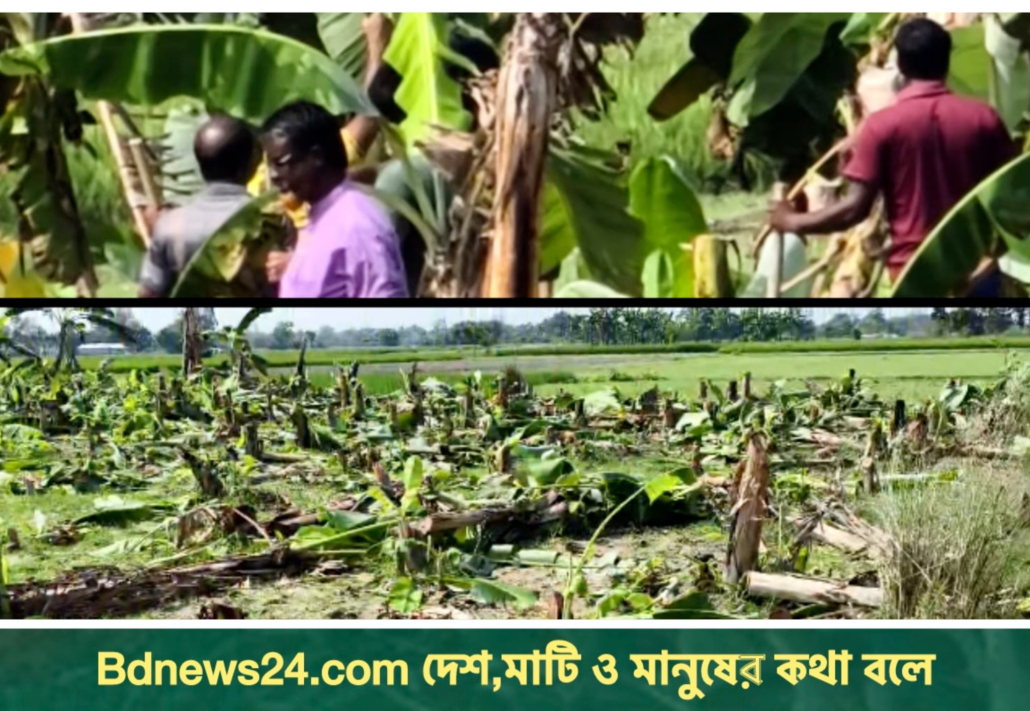 ভূরুঙ্গামারীতে ১২’শ কলাগাছ কেটে কৃষকের ক্ষতি, হামলা ও ছিনতাইয়ের অভিযোগ