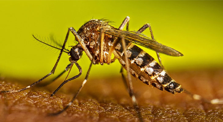 ডেঙ্গুতে ৫১০ জন হাসপাতালে ভর্তি