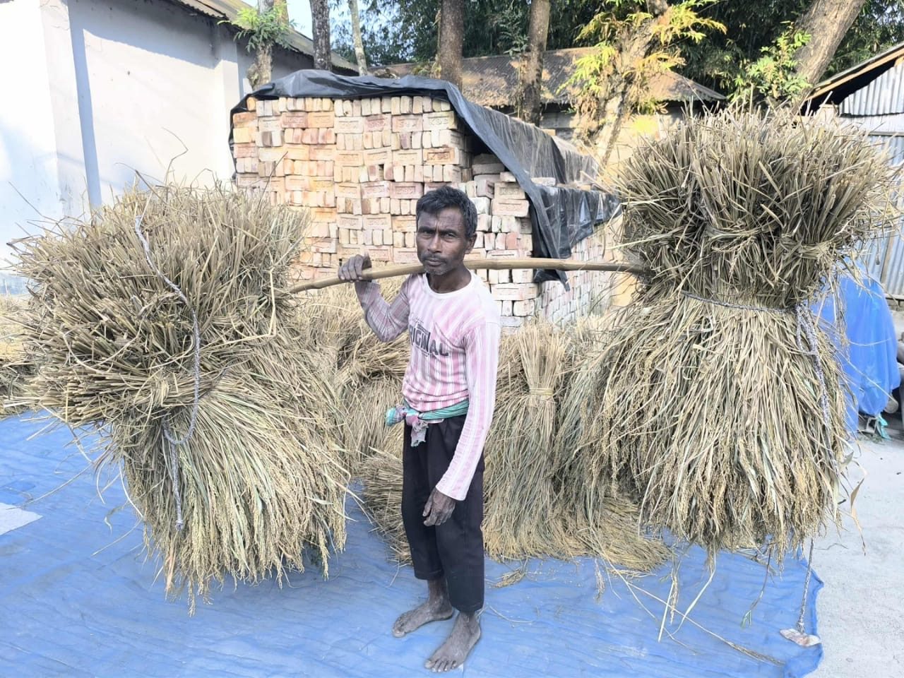 ডিমলায় আমন ধানের বাম্পার ফলন: কৃষকের মুখে হাসি