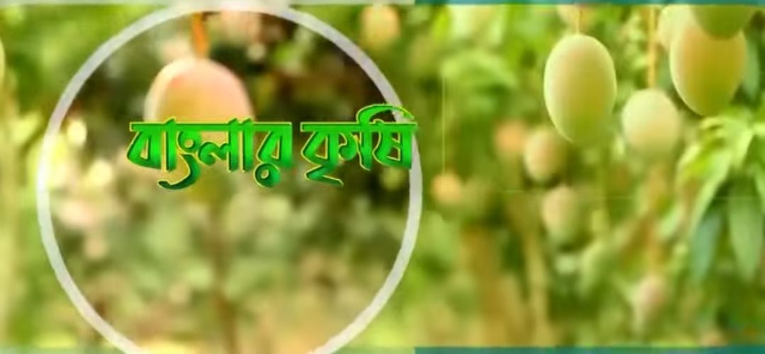 বাংলার কৃষি আধুনিক প্রযুক্তি ব্যবহার করে বিভিন্ন ফসলের চারা উৎপাদন ও বিপণন