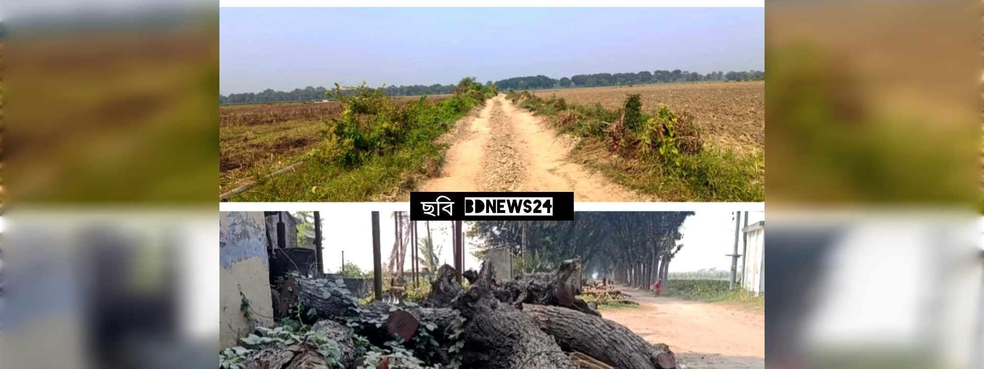 নর্থবেঙ্গল সুগার মিলের খামারের জমিতে নিলাম বিজ্ঞপ্তি ছাড়াই গাছ কাটার অভিযোগ উঠেছে