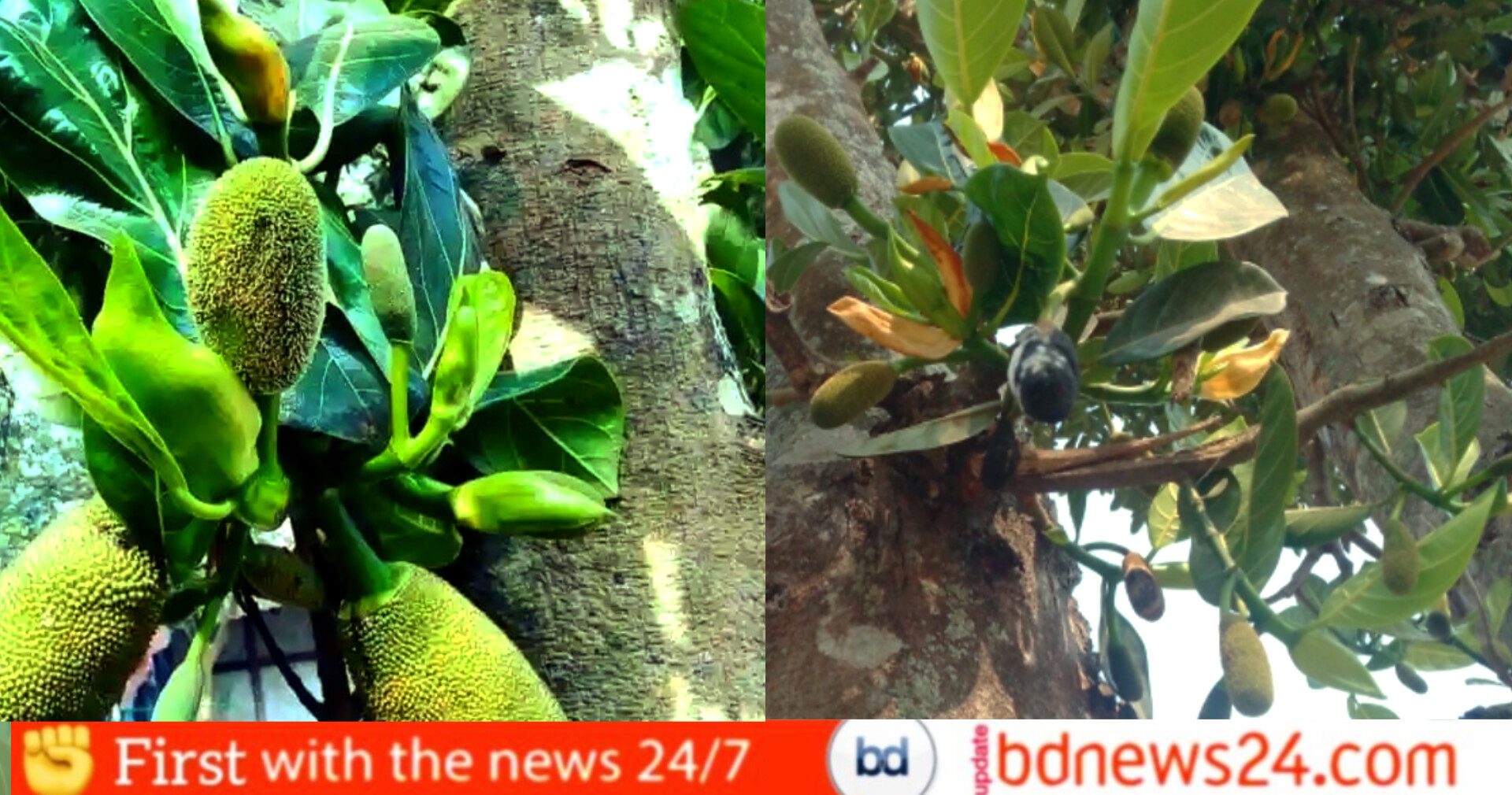 গাছে গাছে কাঁঠালের মুচি