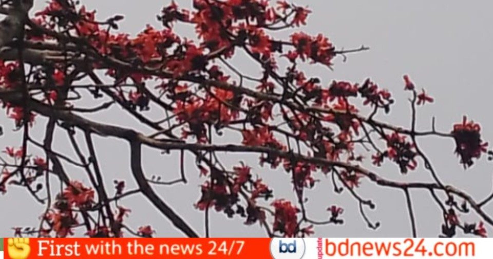 গ্রামগঞ্জ থেকে বিলুপ্তির পথে রক্তলাল শিমুল ফুলের গাছ